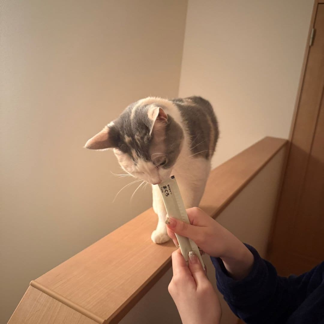 ねこ