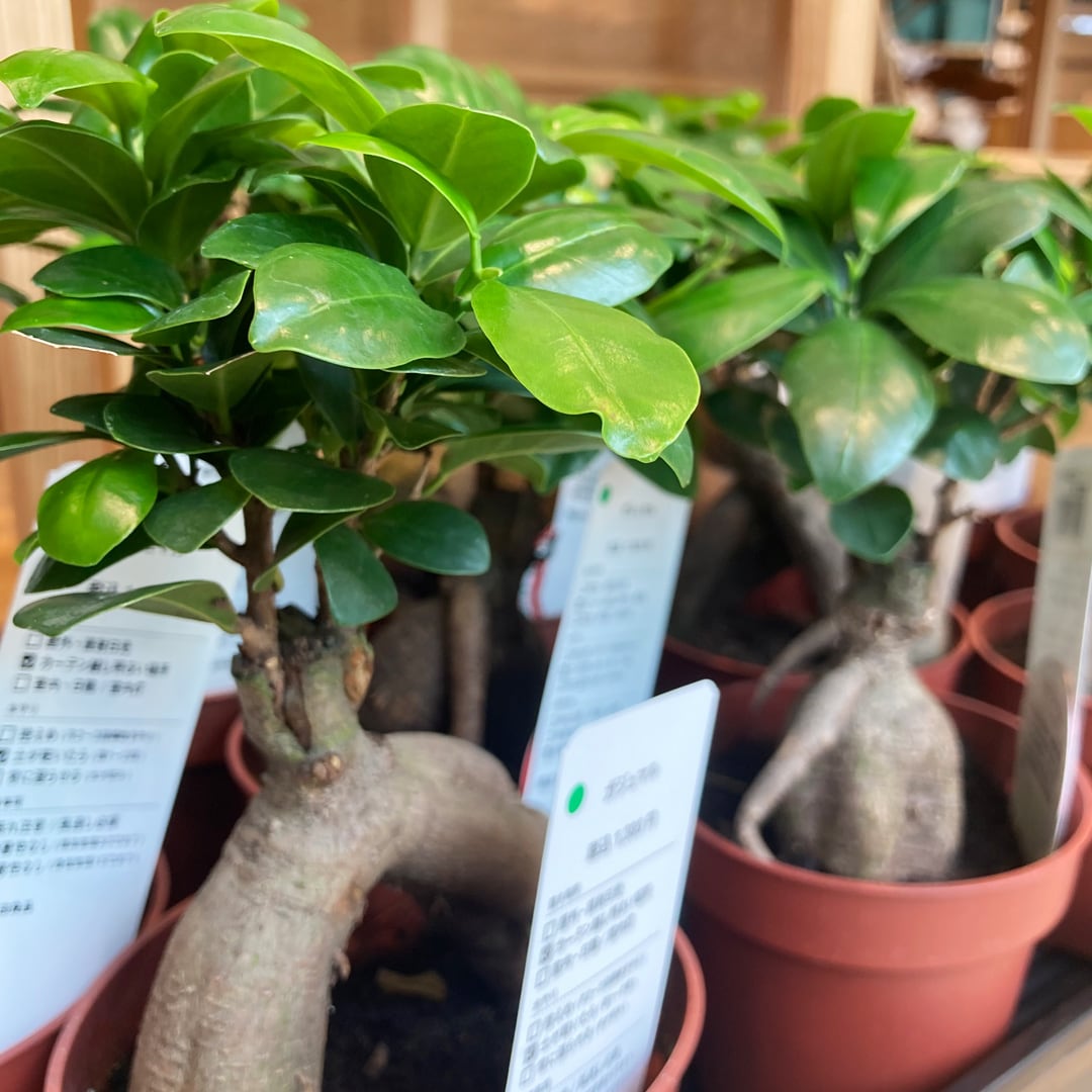 【マルエイガレリア】グリーン入荷のお知らせ