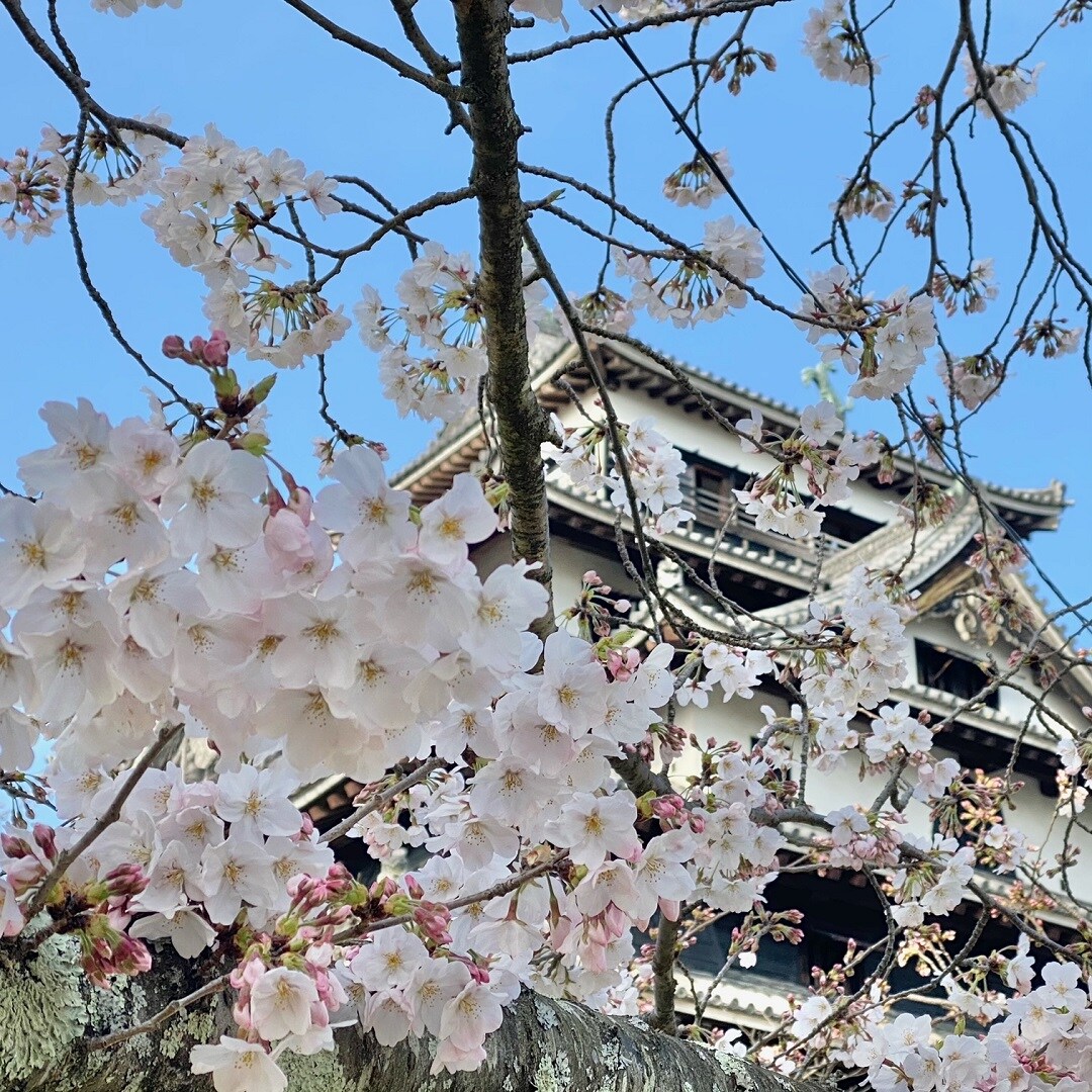 【イオン松江】桜の季節