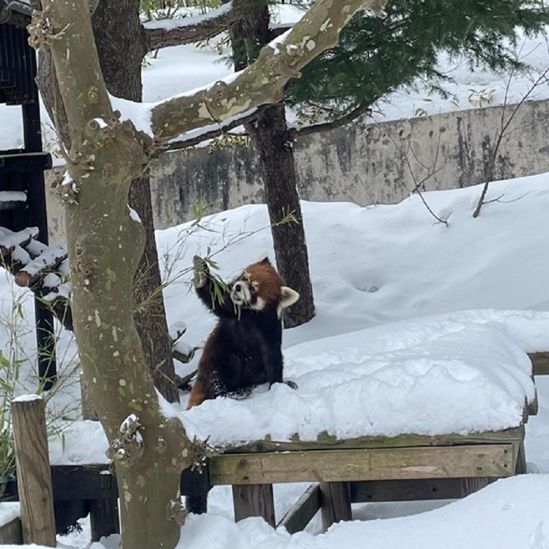 レッサーパンダ