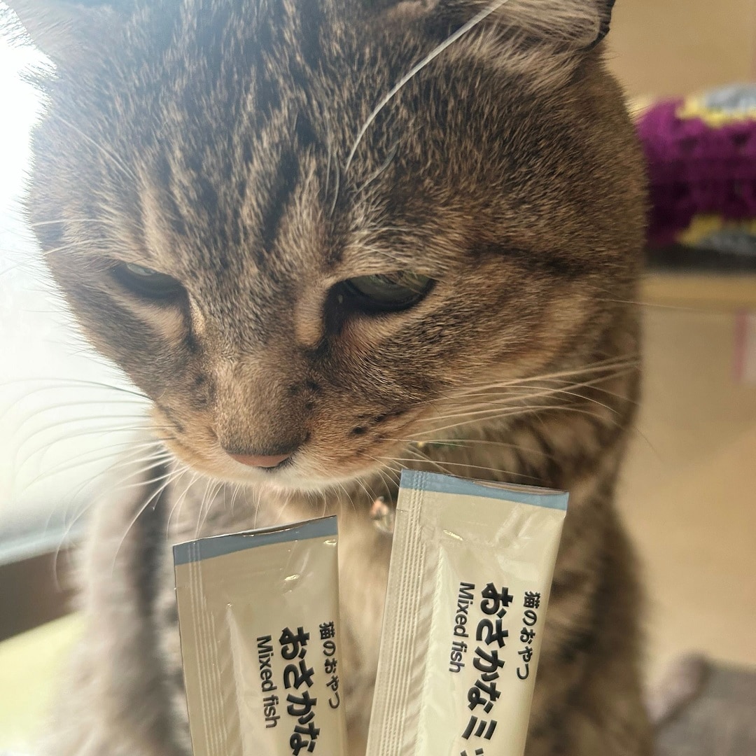 【イオンモール新潟亀田インター】猫の日のプレゼント