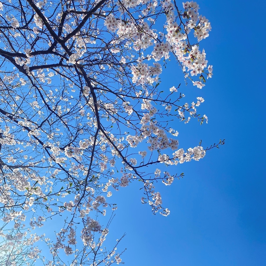 【イオンモール新潟亀田インター】無印良品のアイテムでお花見に行ってきました。 