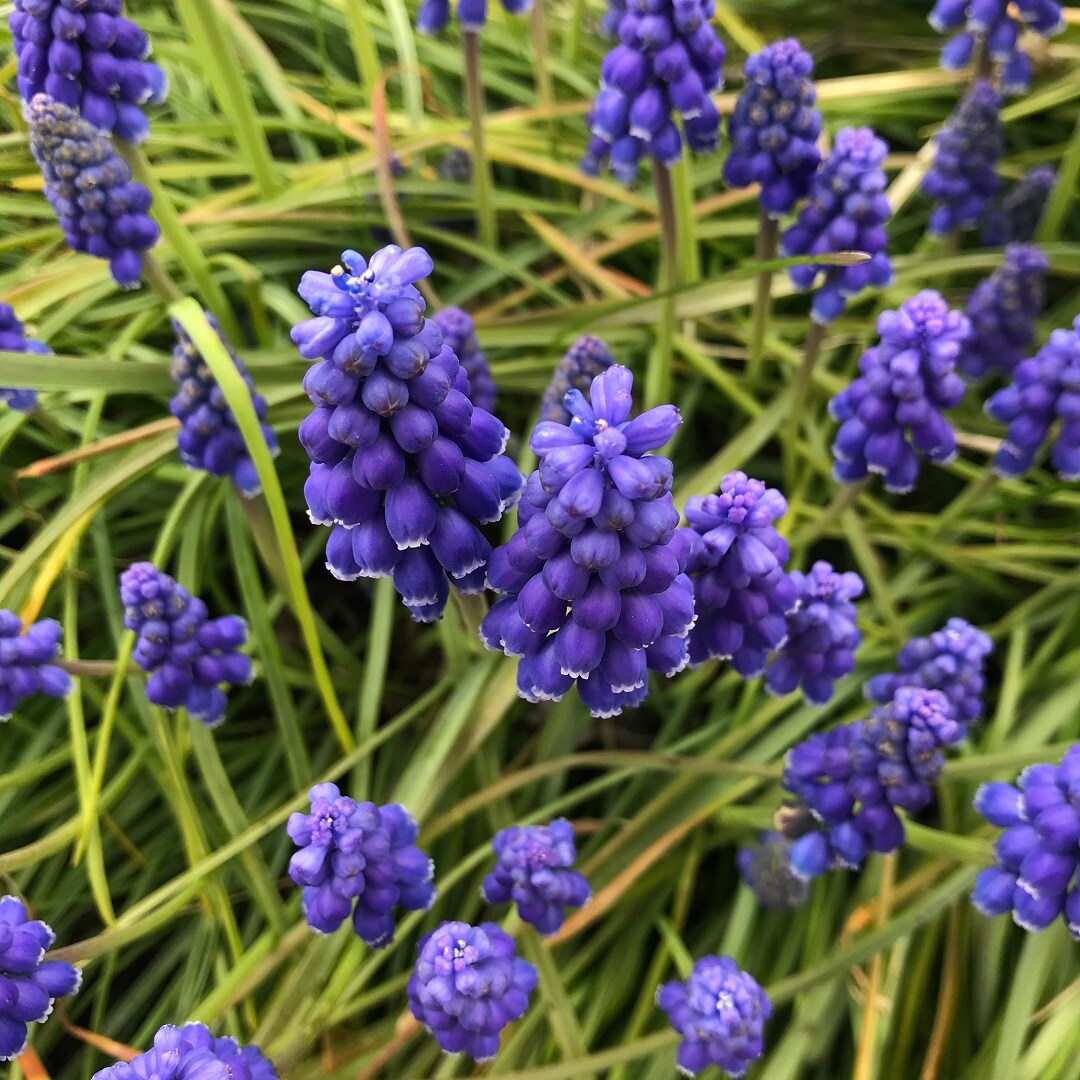 【いわきラトブ】季節の花