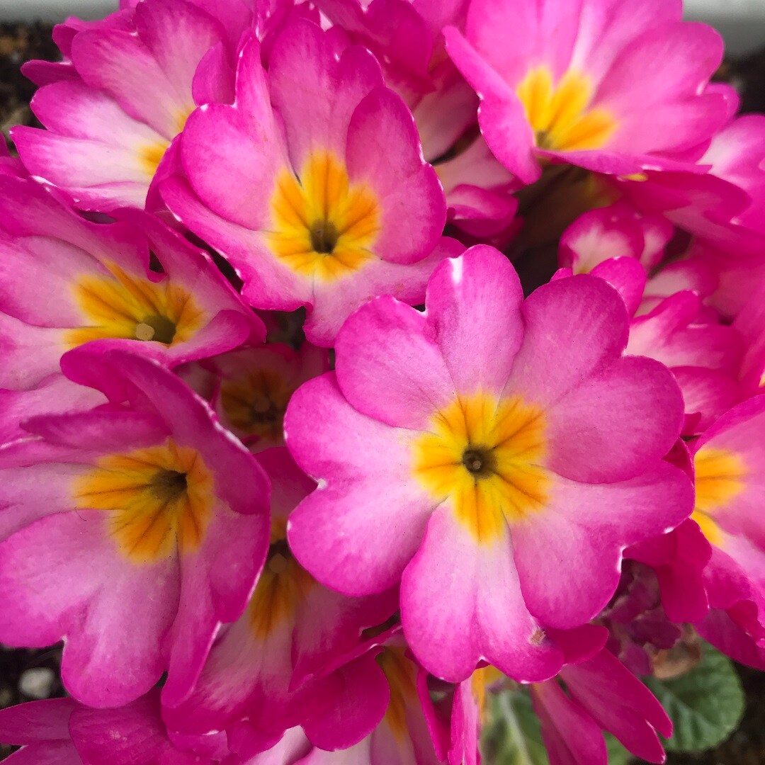 【いわきラトブ】季節の花