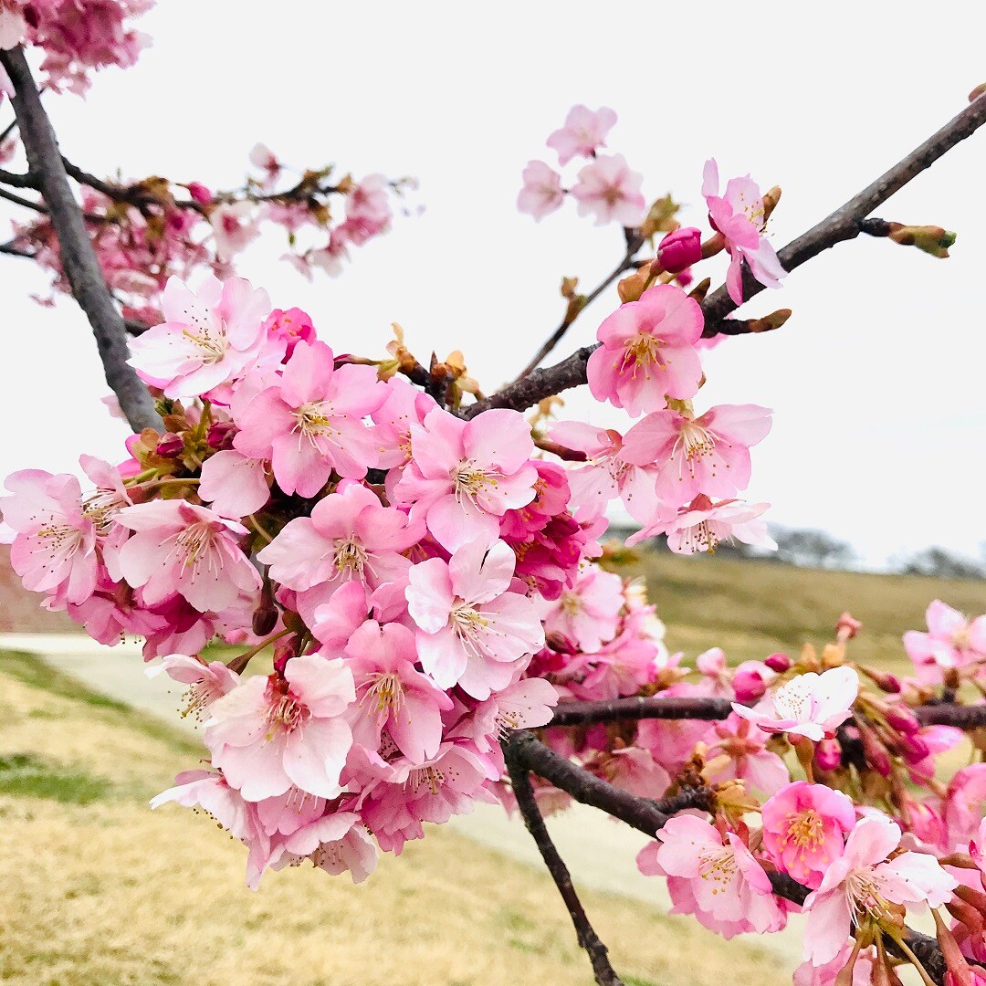 【いわきラトブ】季節の花