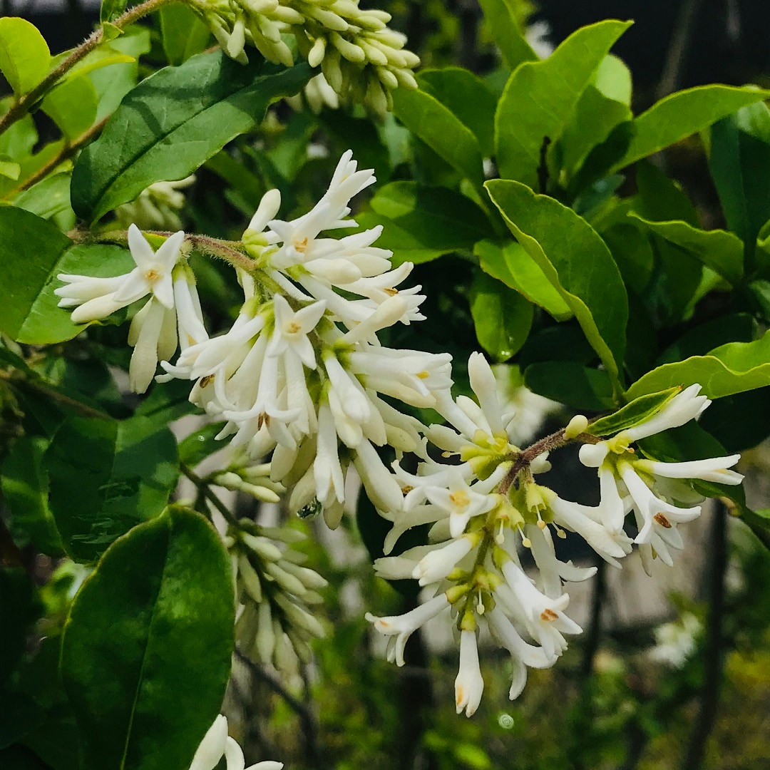 【いわきラトブ】季節の花