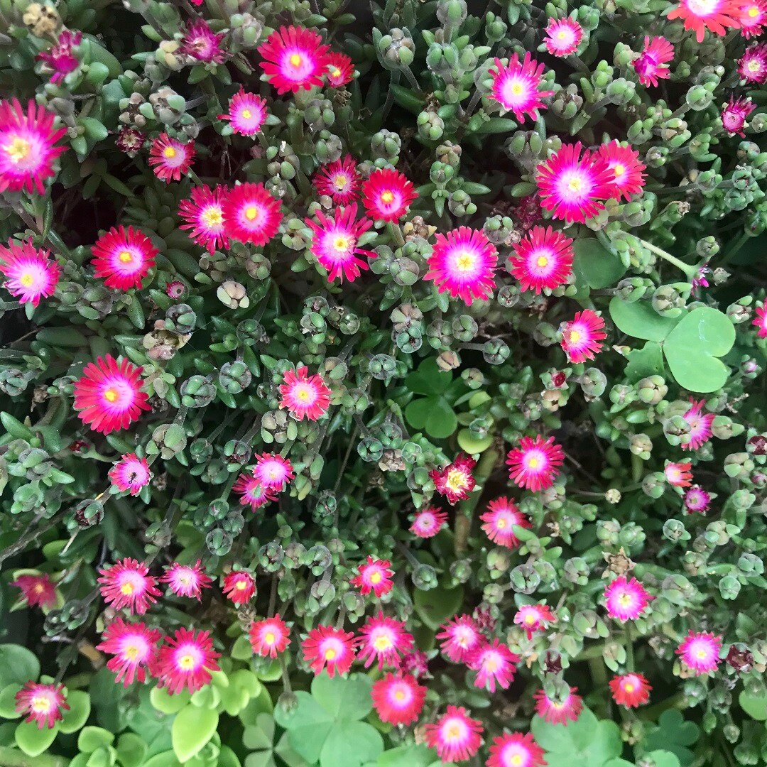 【いわきラトブ】季節の花