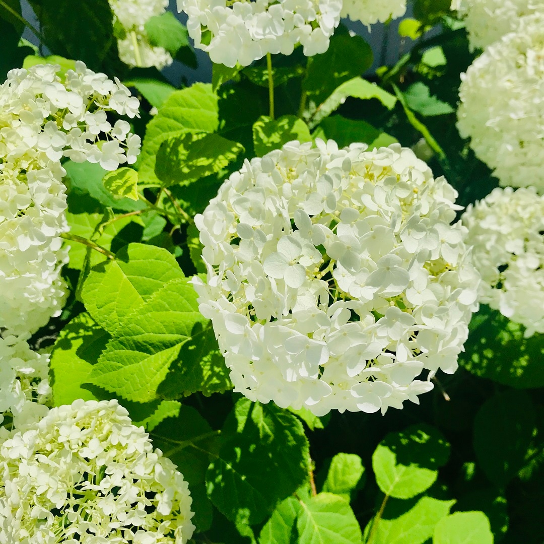 【いわきラトブ】季節の花