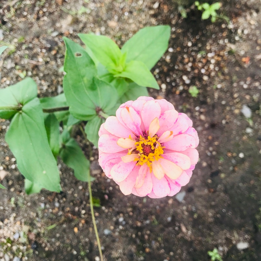 【いわきラトブ】季節の花
