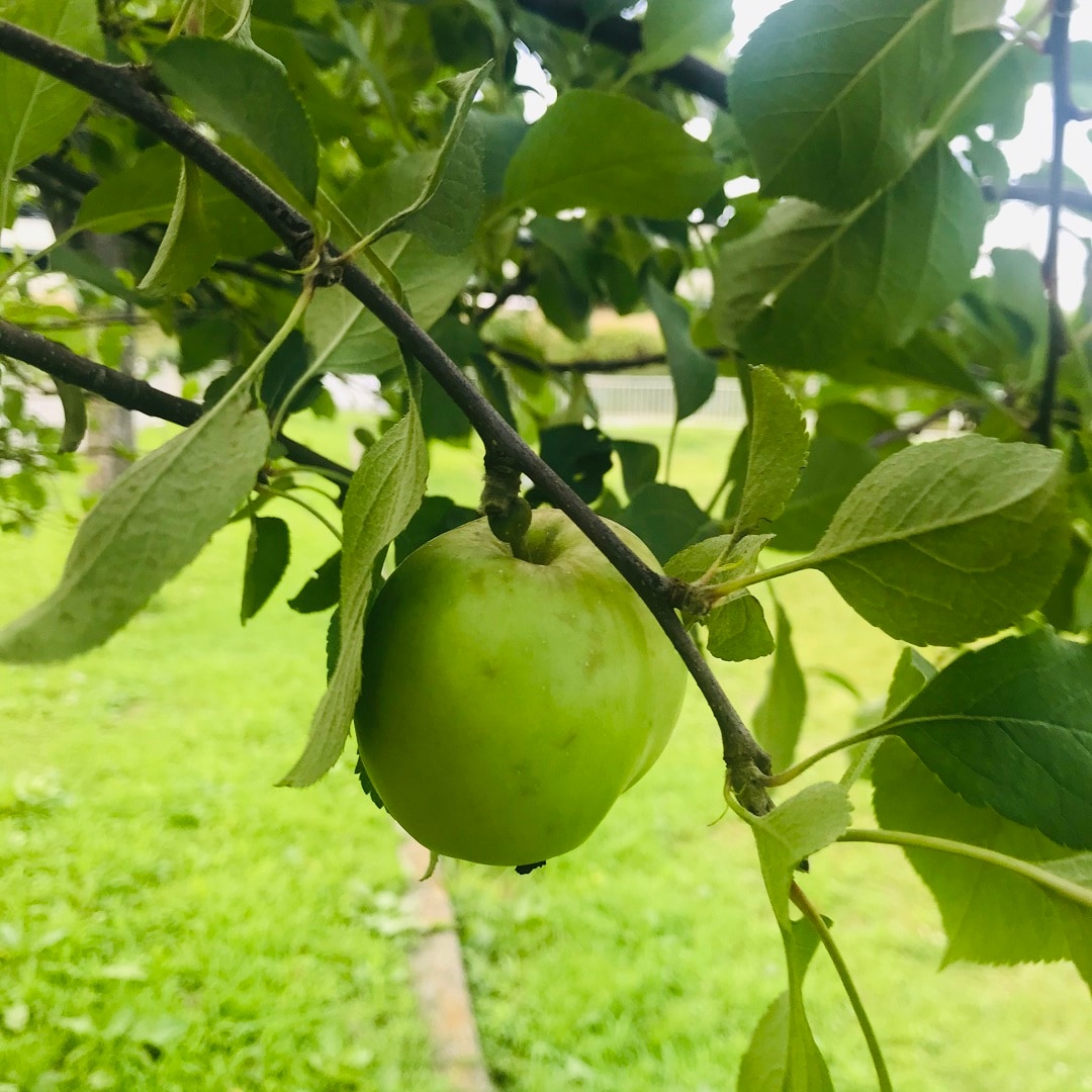 【いわきラトブ】公園で見つけたリンゴの木
