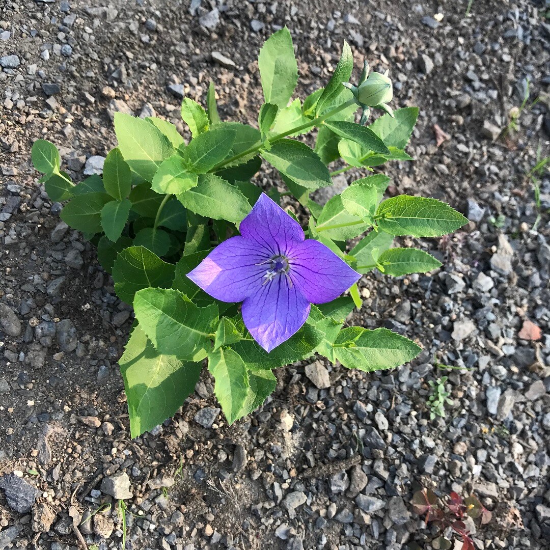 【いわきラトブ】季節の花