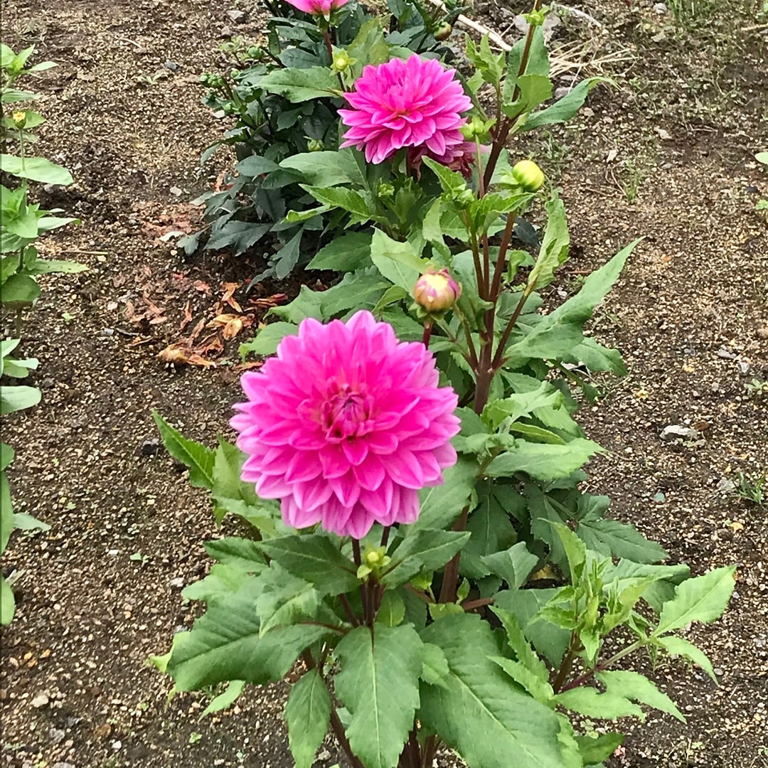 【いわきラトブ】季節の花