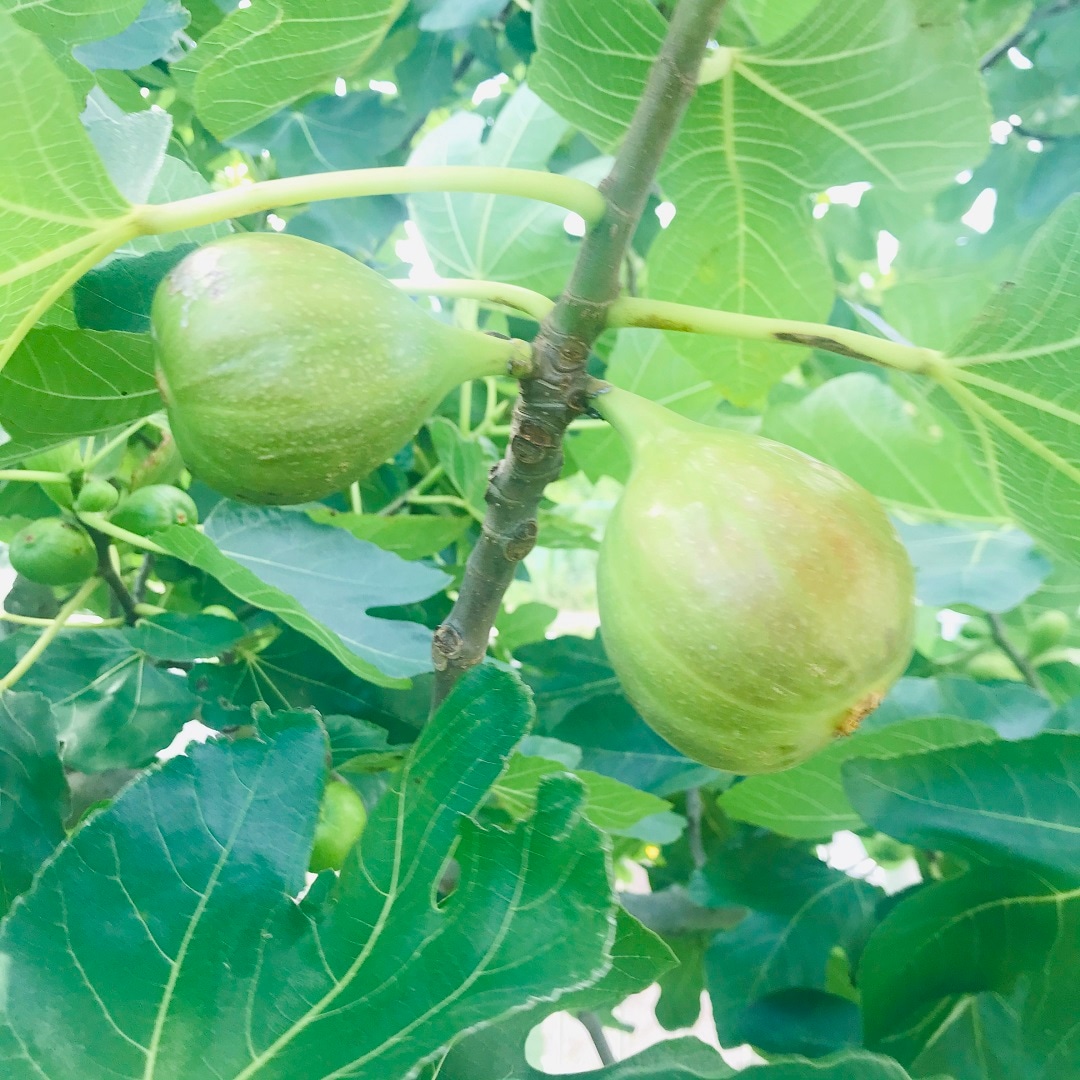 【いわきラトブ】季節の植物