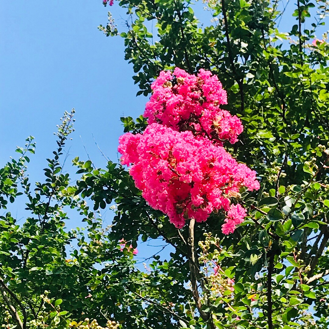 【いわきラトブ】季節の花