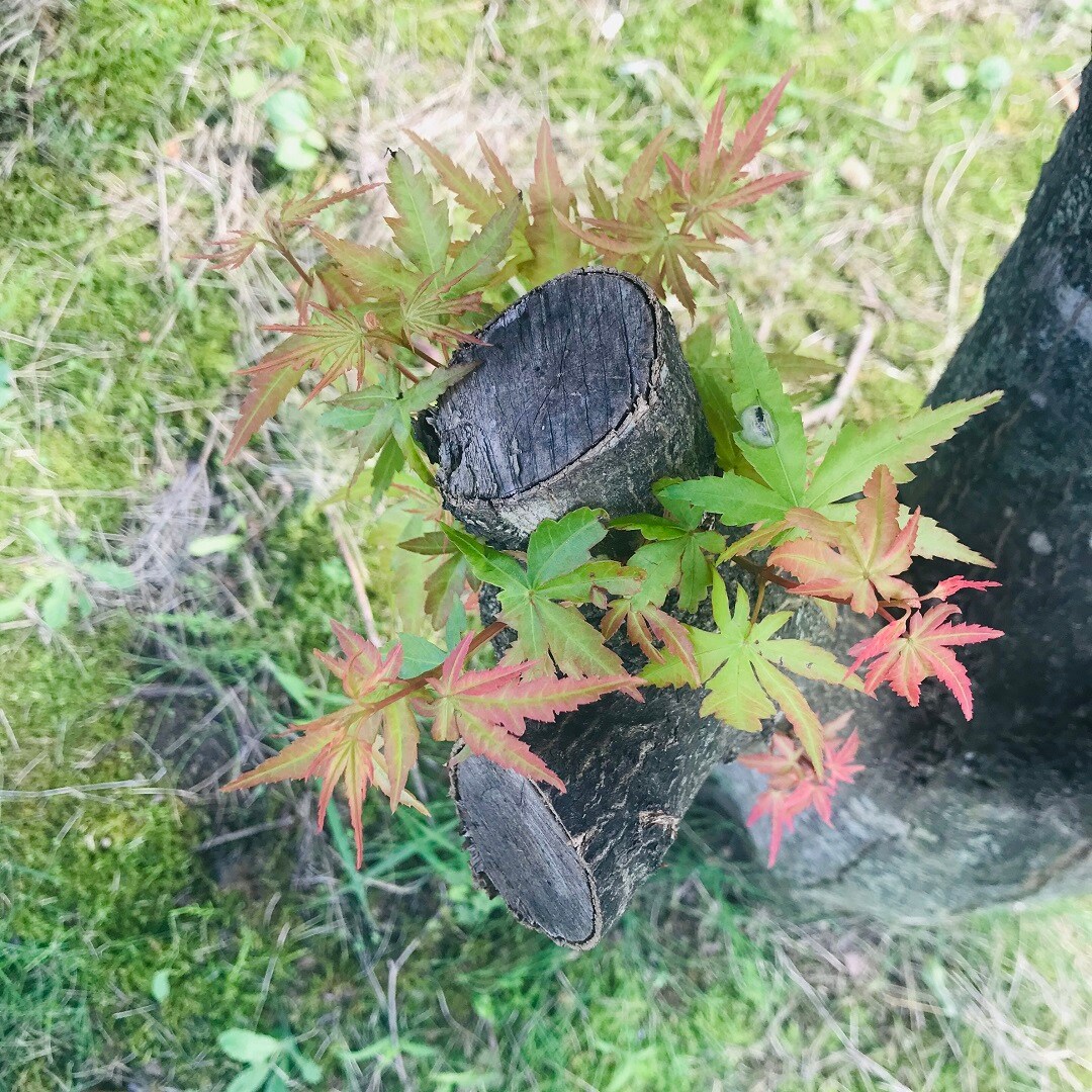 【いわきラトブ】季節の花