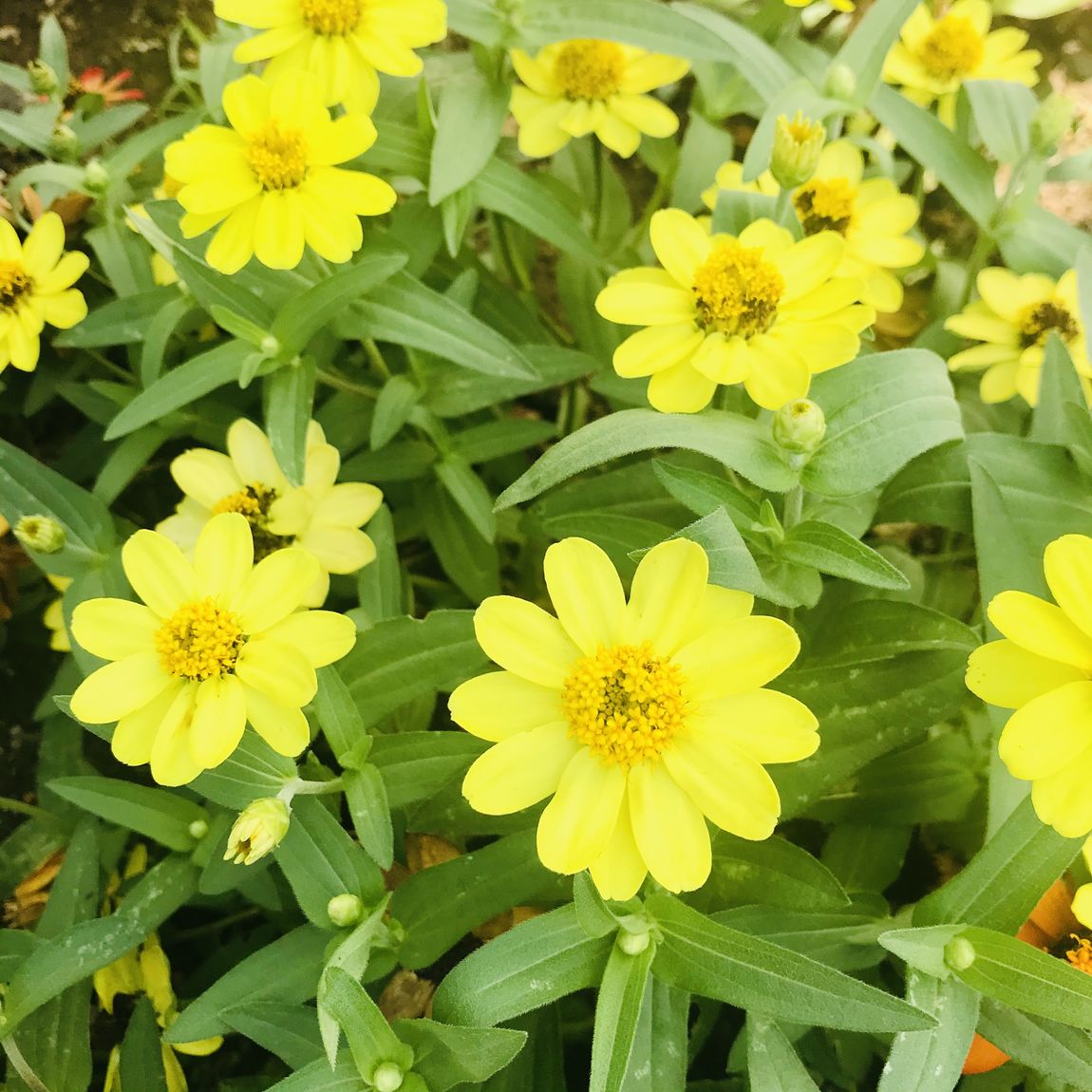 【いわきラトブ】季節の花