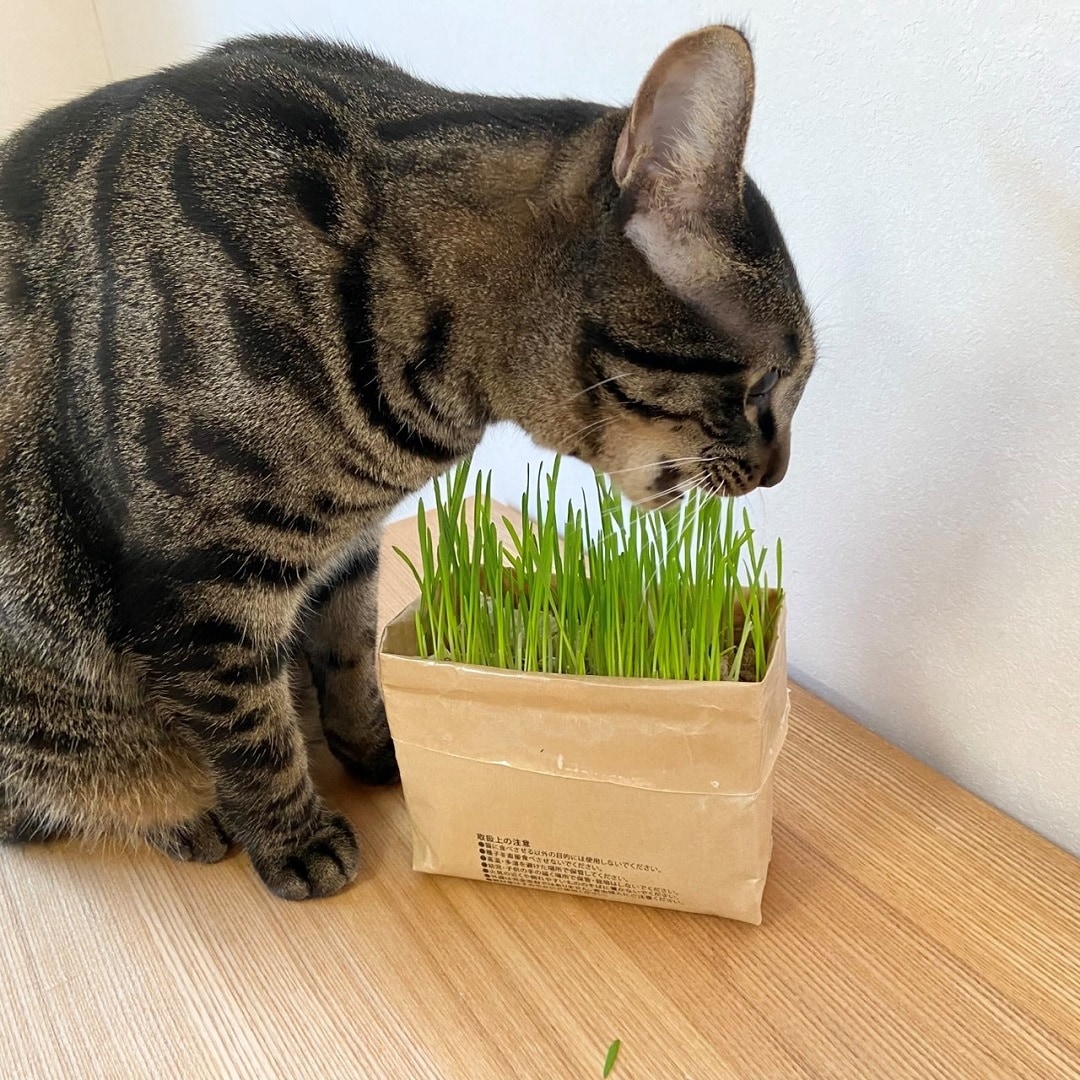 【ラブラ万代】2月22日は、猫の日