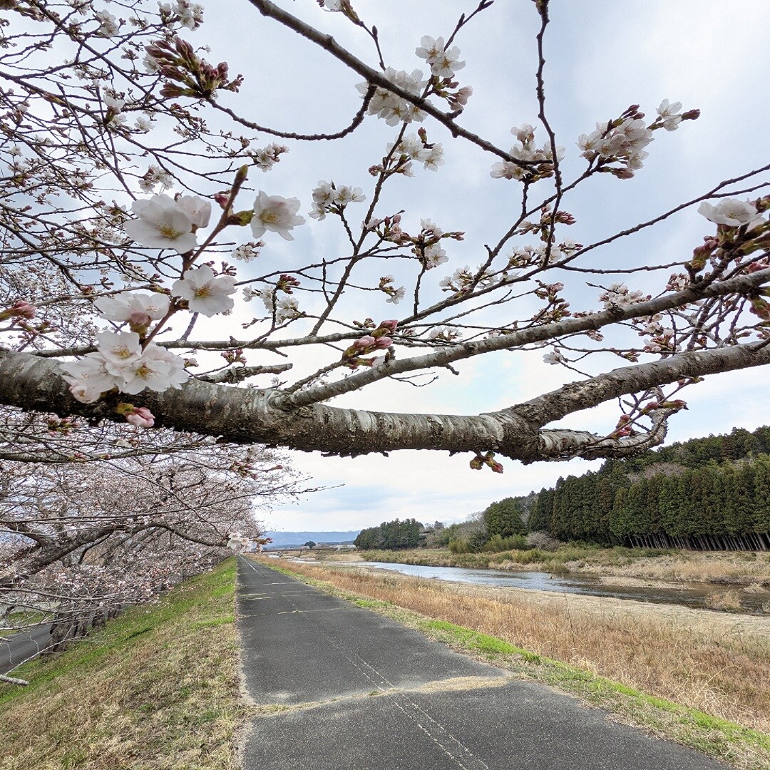 桜