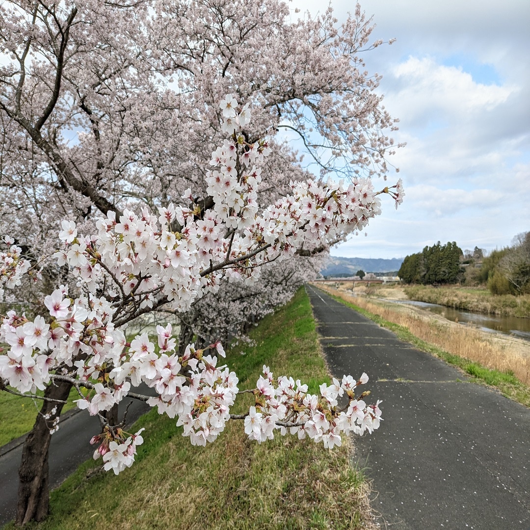 桜②