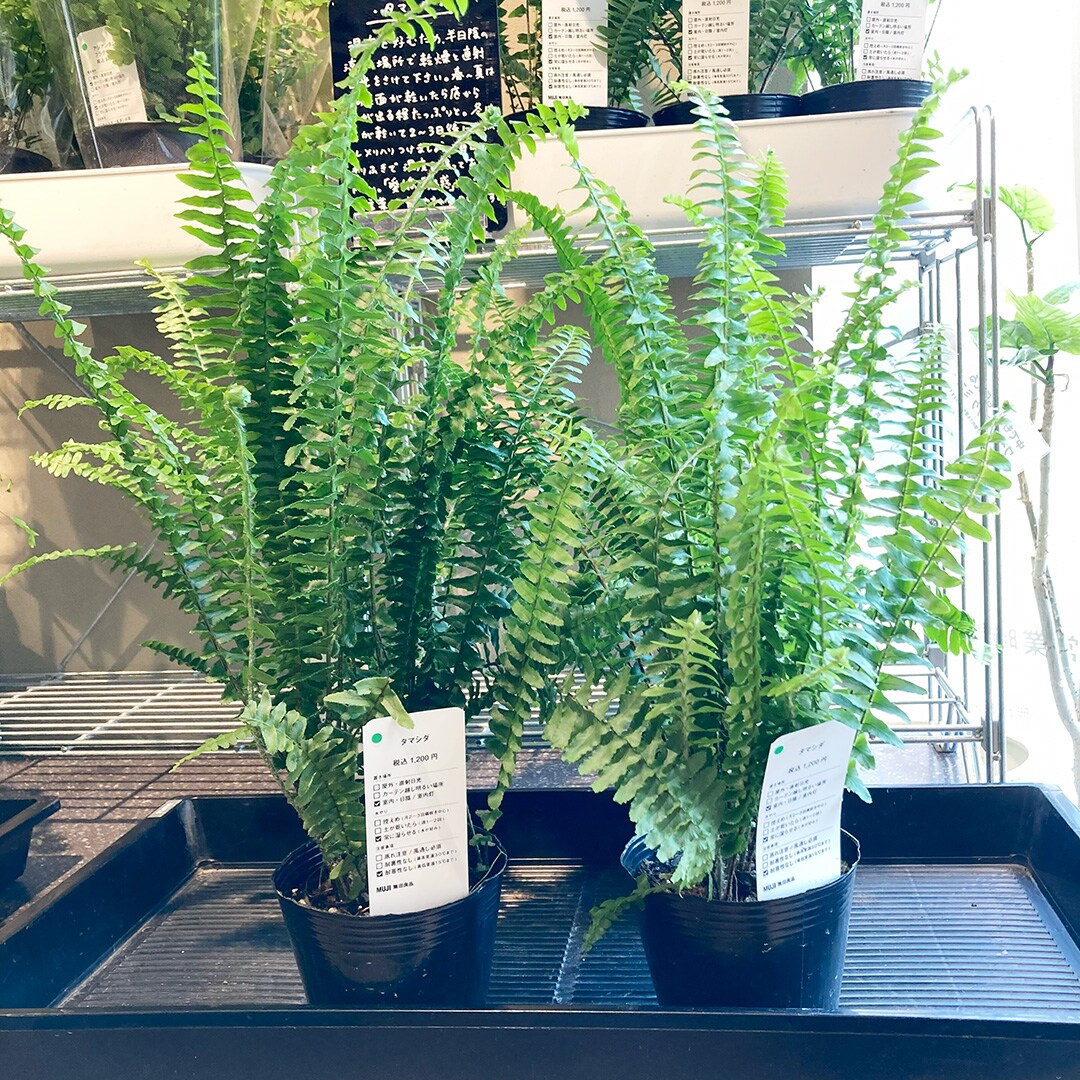 【マルエイガレリア】グリーン入荷のお知らせ