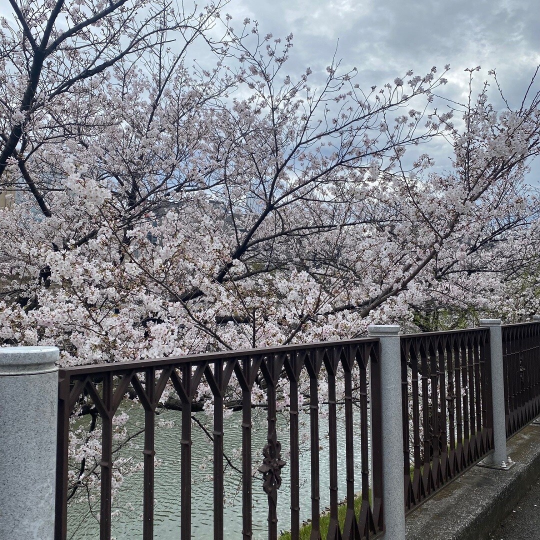 桜