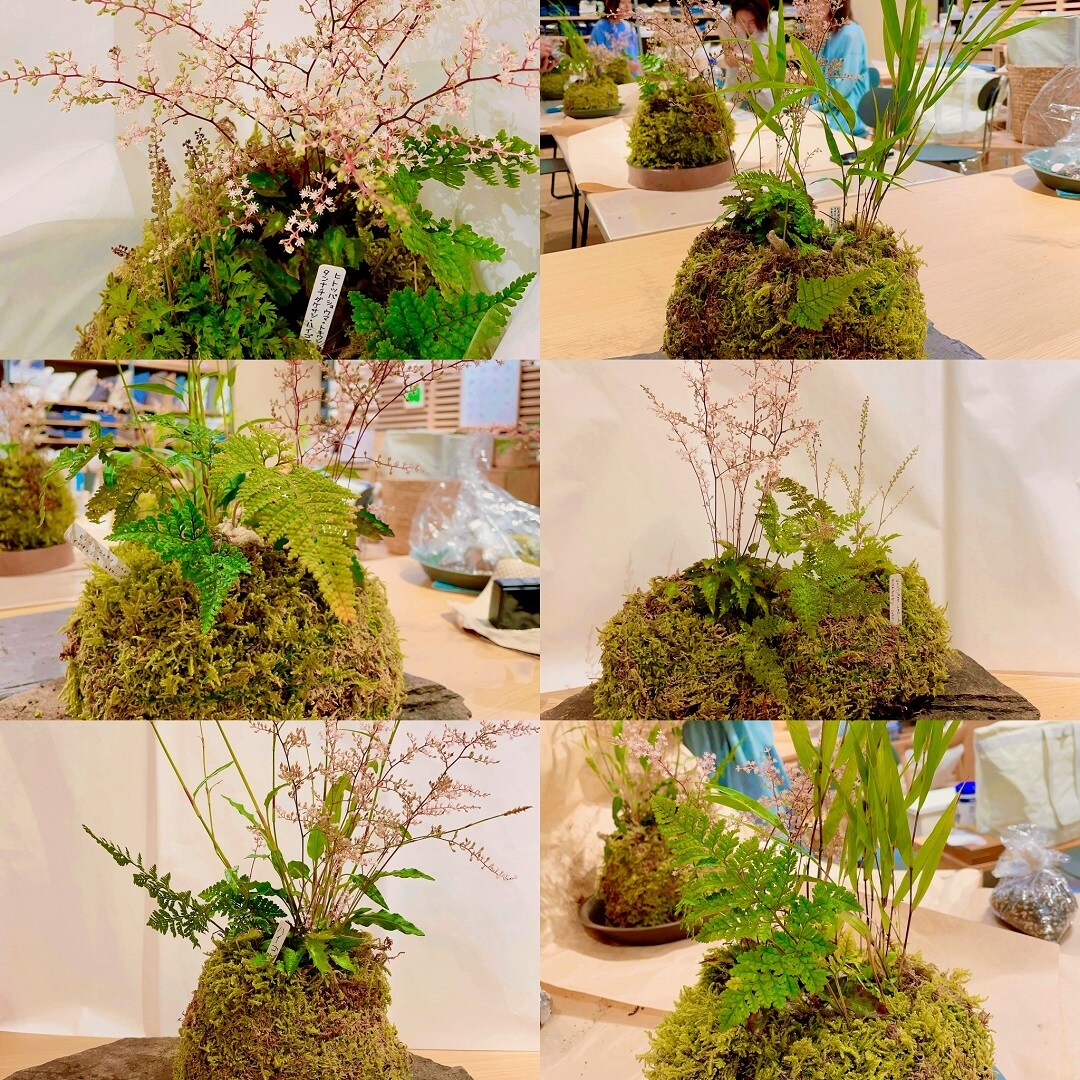 大きな苔玉つくり