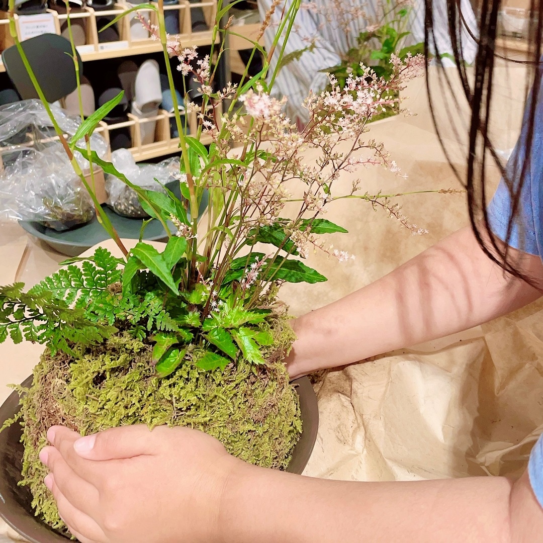 大きな苔玉