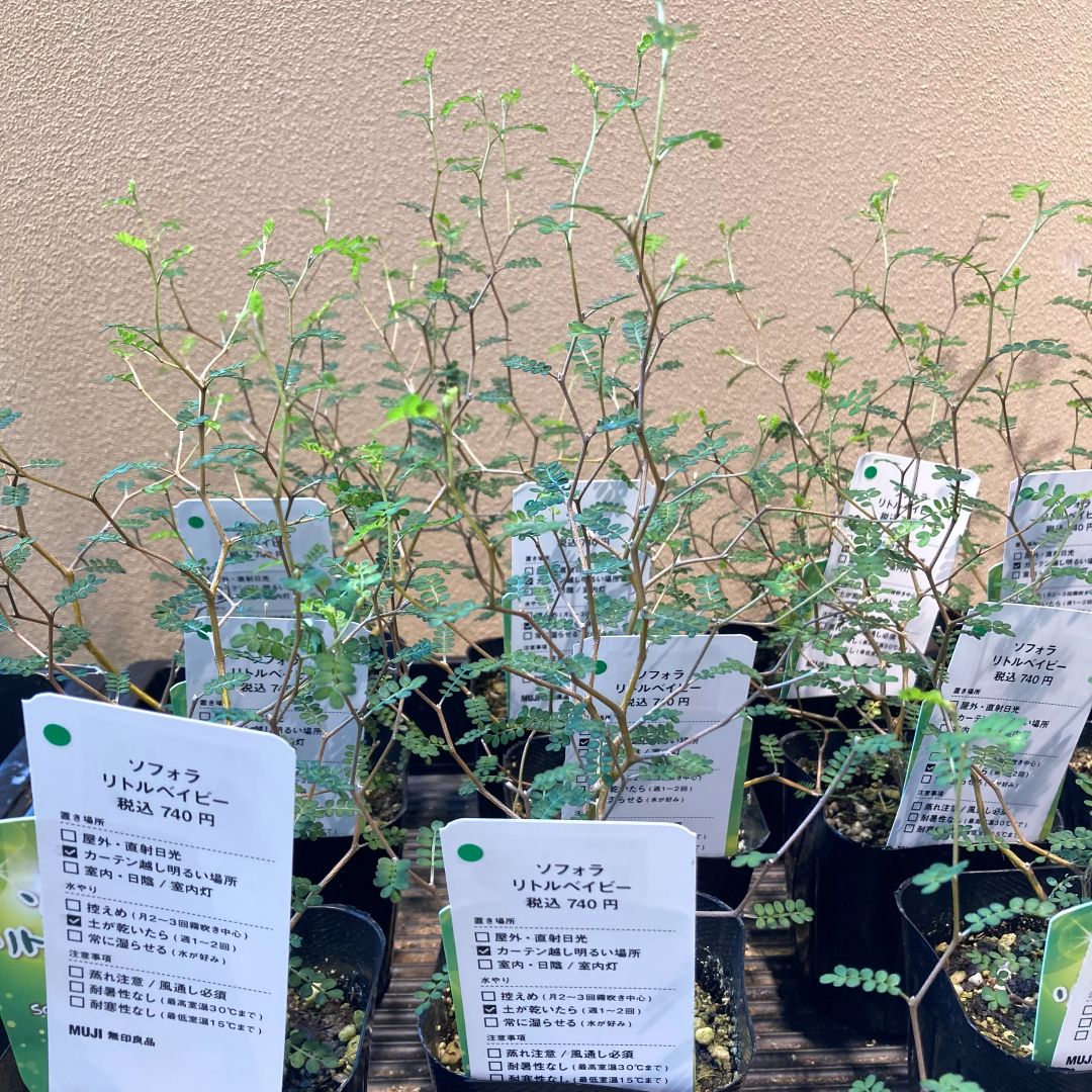 【マルエイガレリア】グリーン入荷のお知らせ