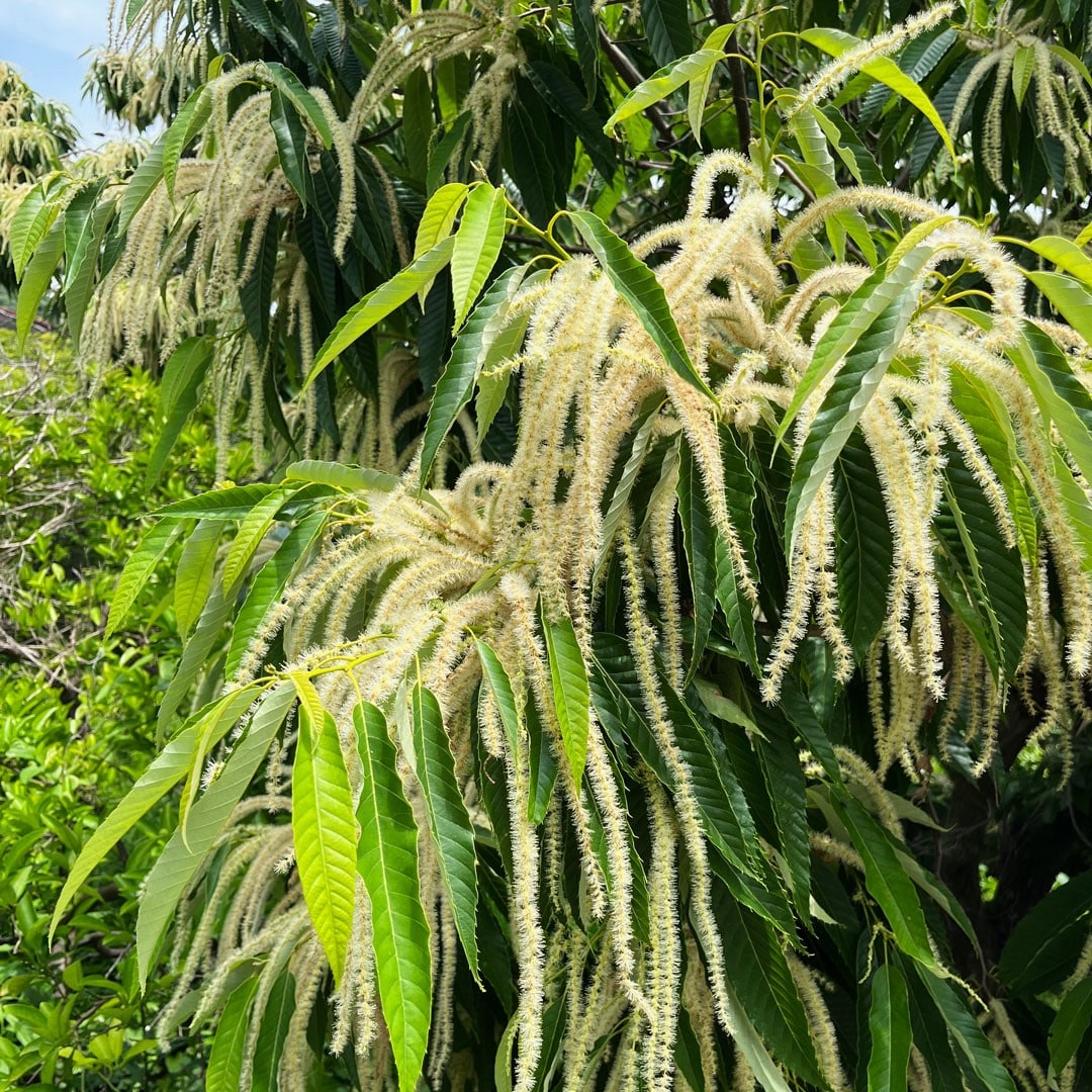 栗