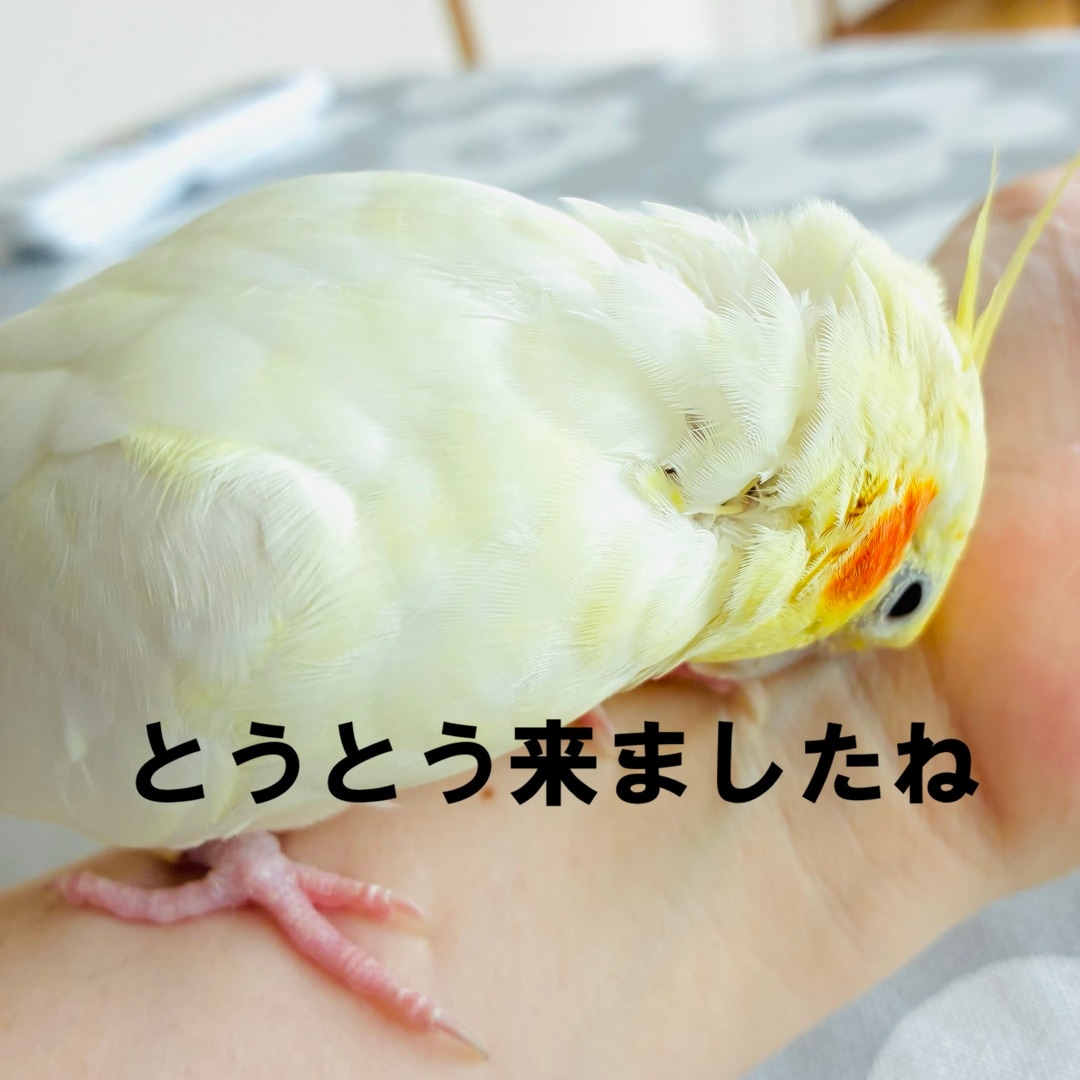 【静岡パルコ】値上がりします_LNpS5P