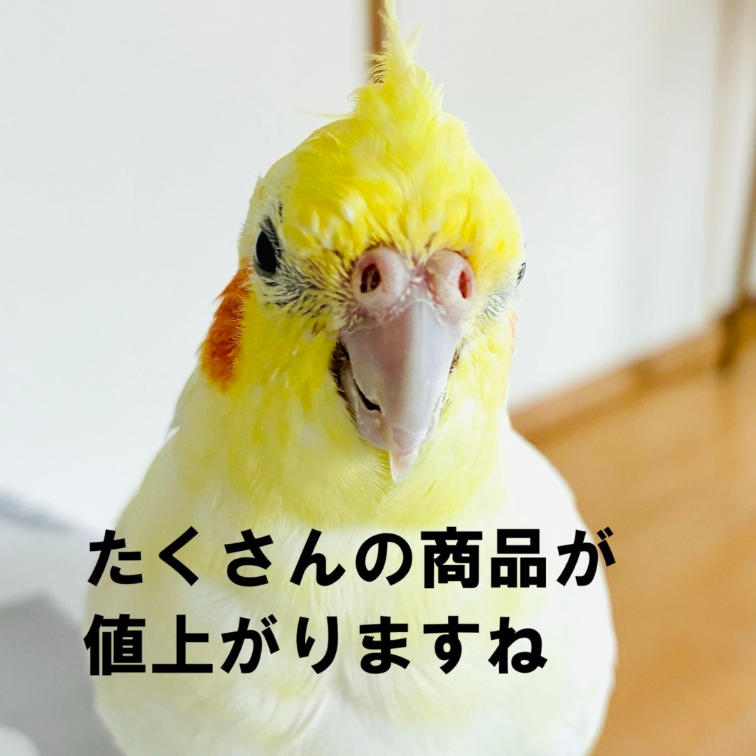 【静岡パルコ】値上がりします_k3EFih