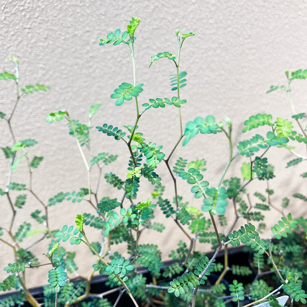 【マルエイガレリア】グリーン入荷のお知らせ