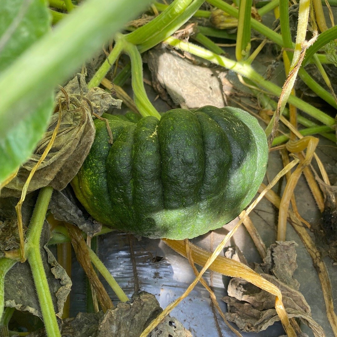 内藤かぼちゃ