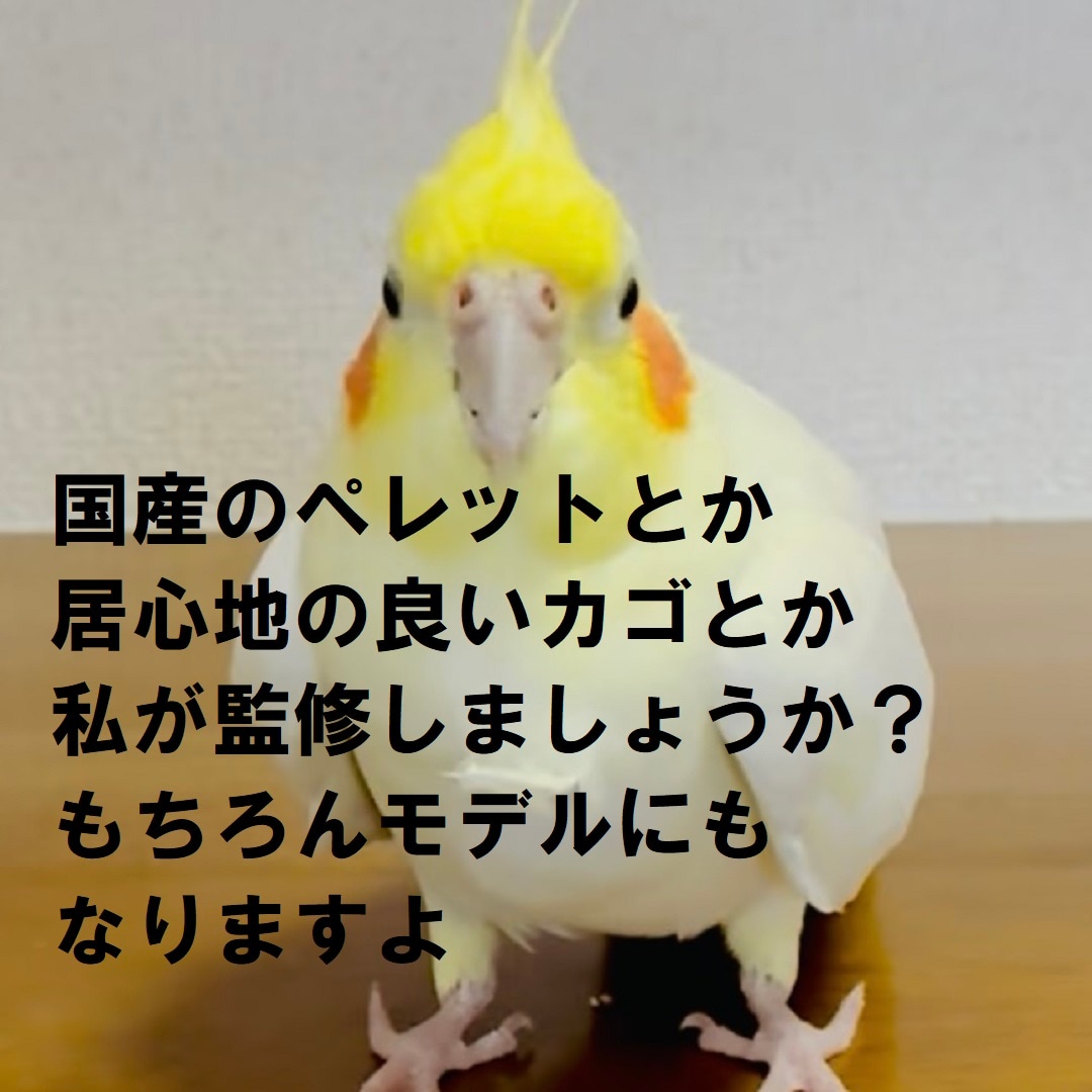 【静岡パルコ】私が監修しましょうかと言うピーちゃん