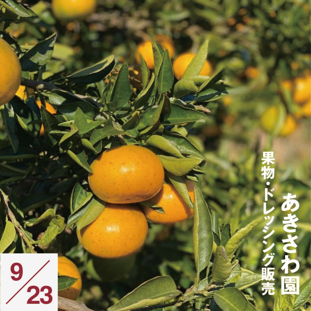 【港南台バーズ】