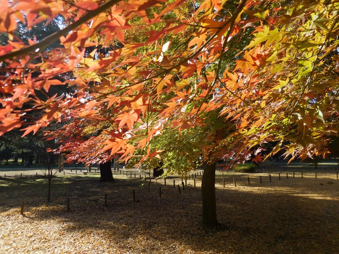 紅葉