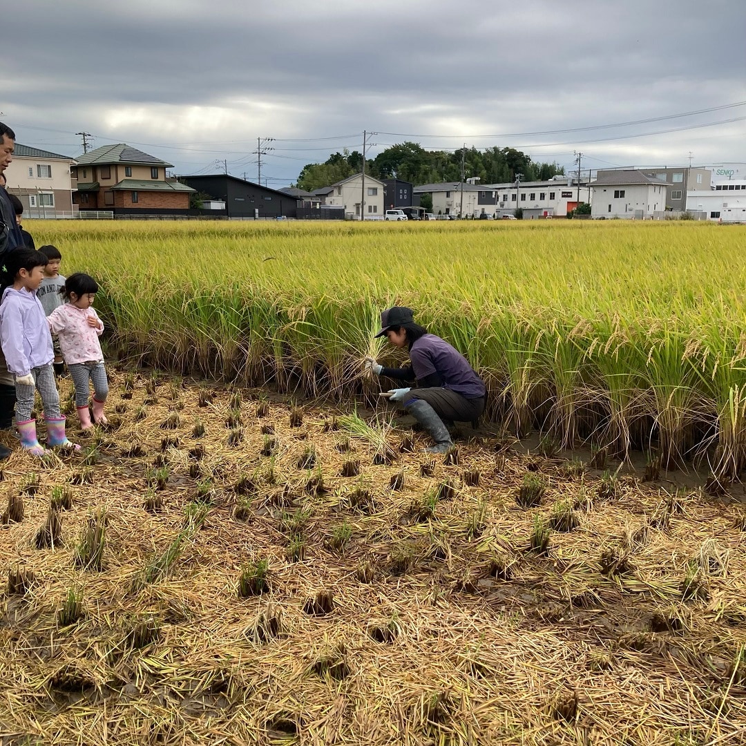 田んぼ10月⑥