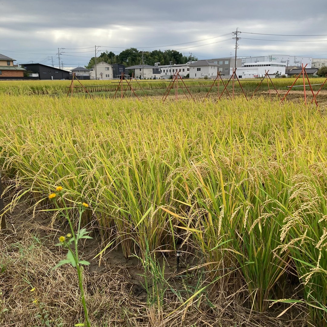 田んぼ10月②