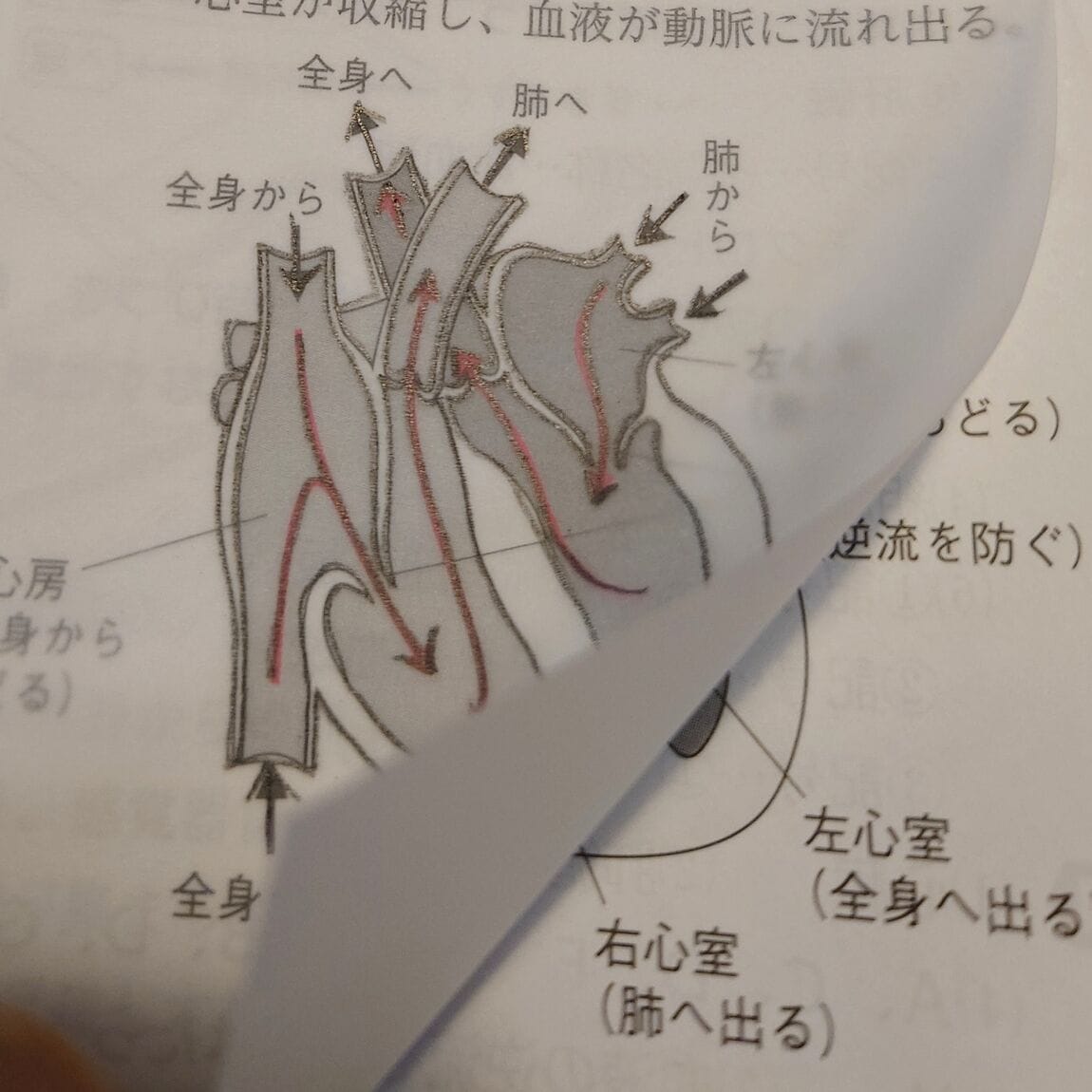 貼ったまま読める透明付箋紙