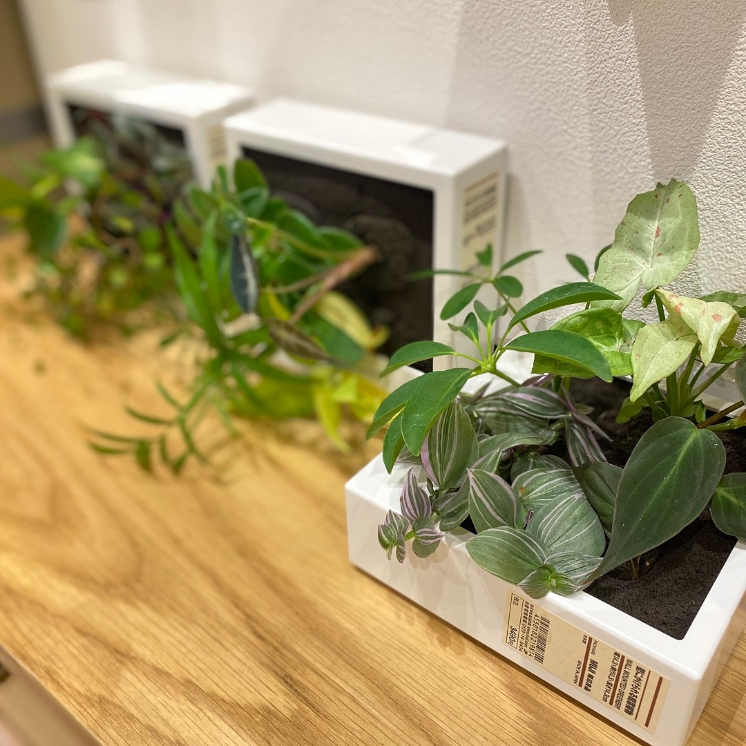 壁にかけられる観葉植物