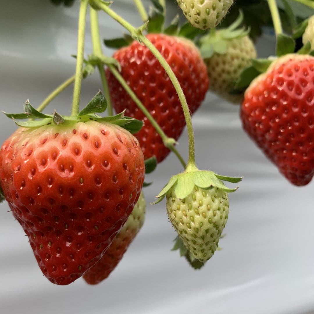 【銀座】苺をお届けします。｜1F 食品　