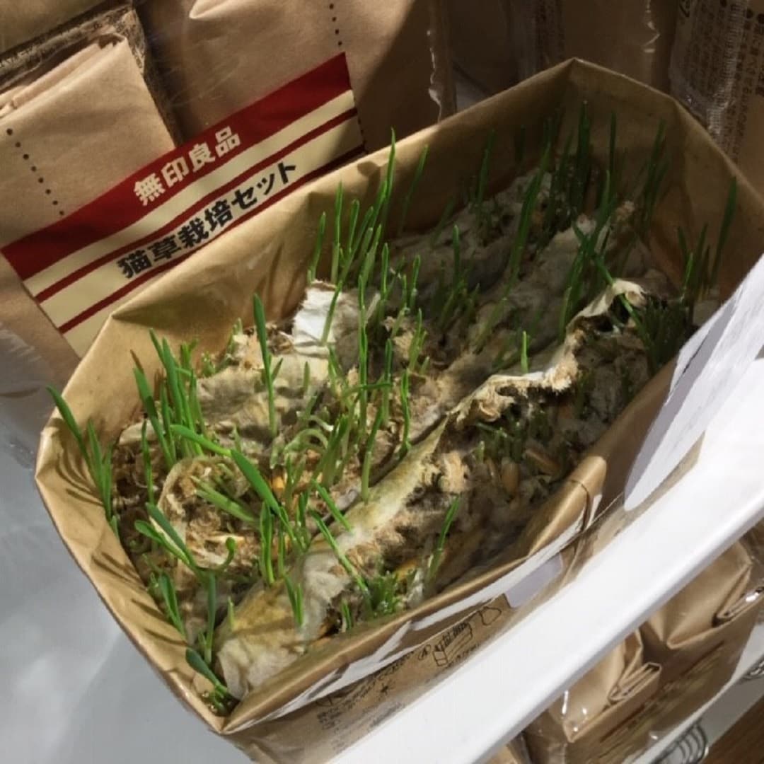 【難波】ふさふさの猫草に、猫もよろこぶ。