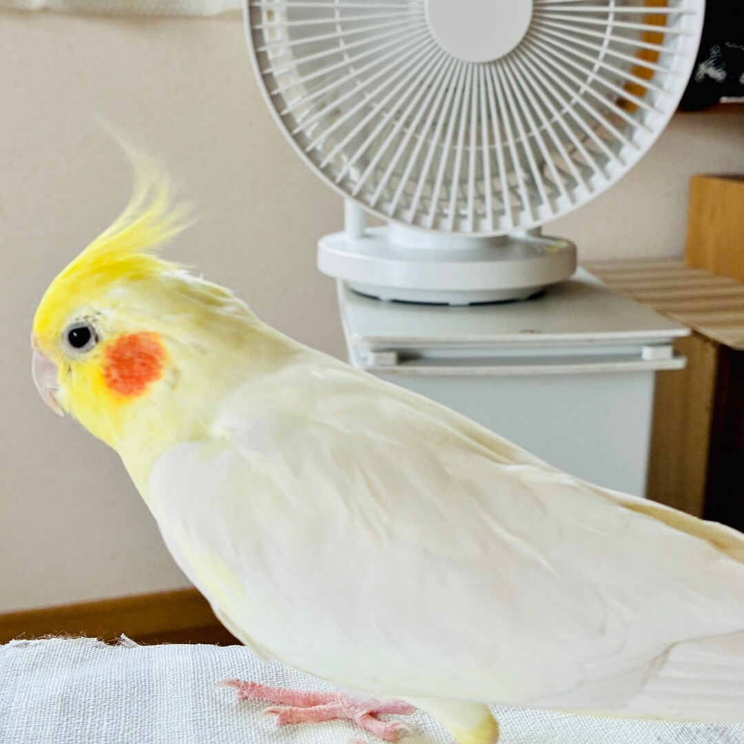 【静岡パルコ】換羽が風になびく