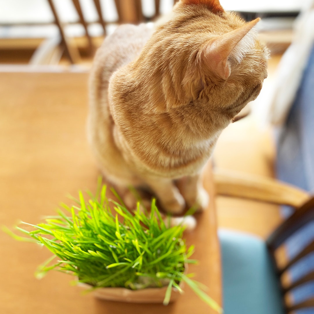 栄スカイル_猫草