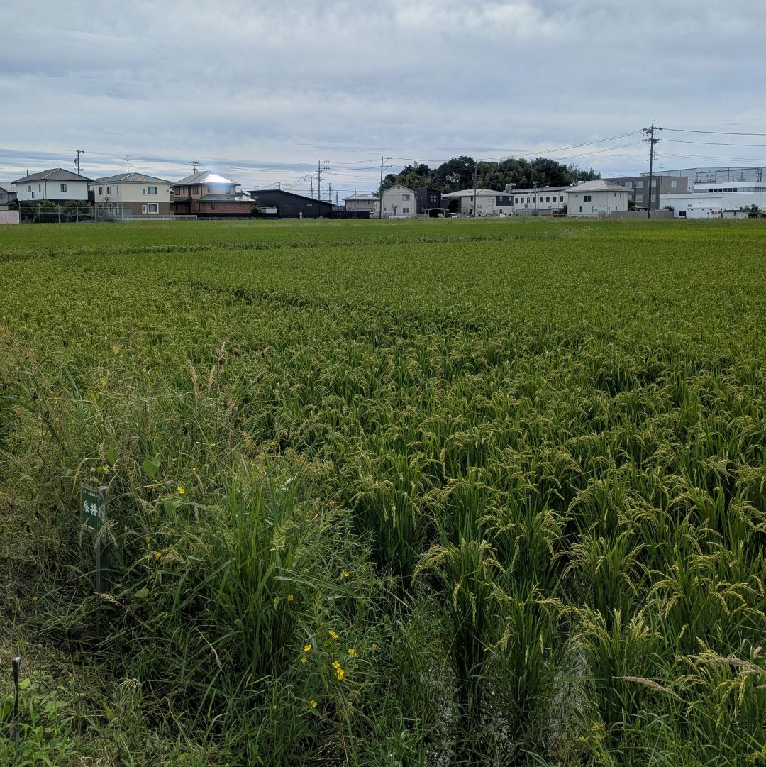 【ルビットパーク大口】田んぼの学校〜9月草引き・農業機械の学校_k2lSRW