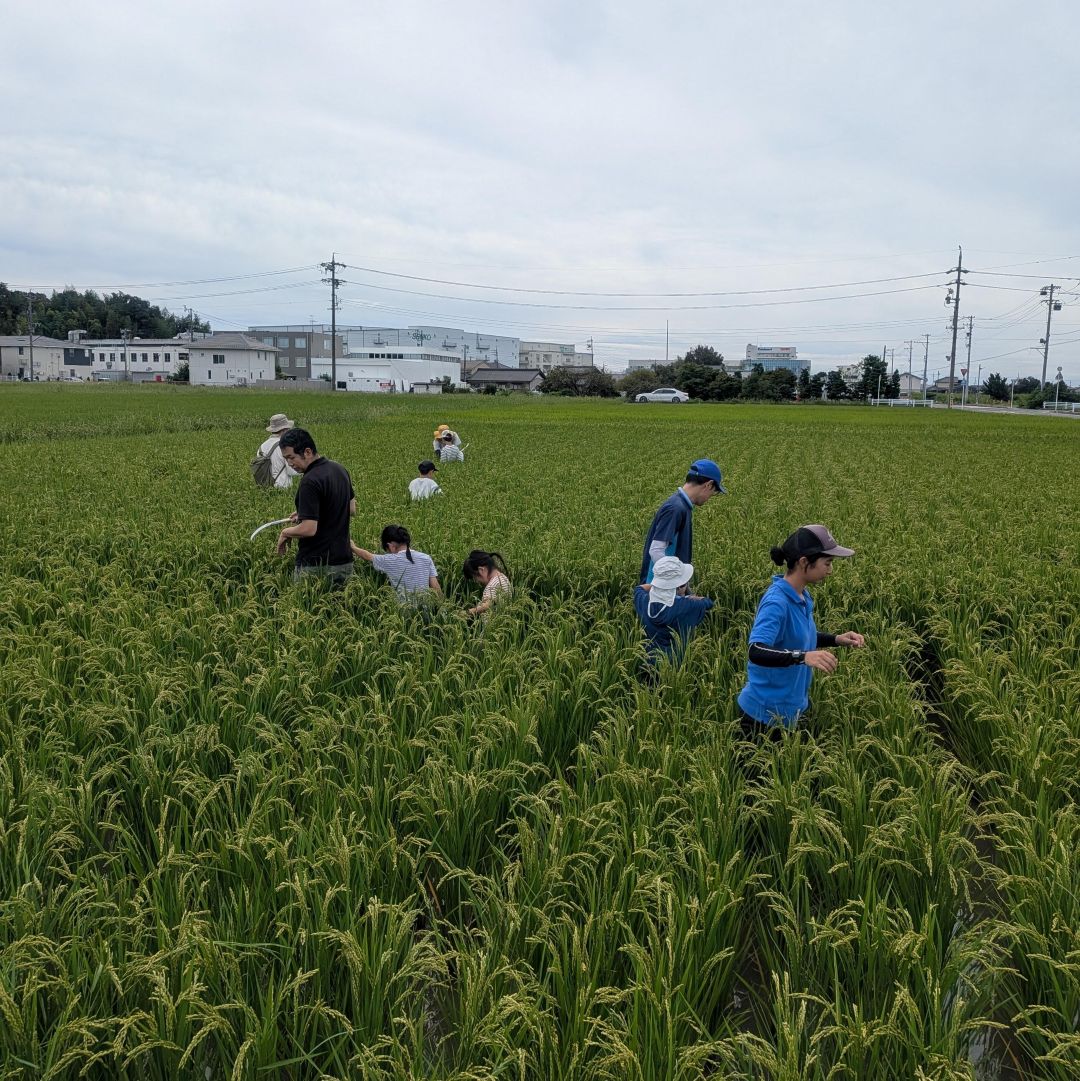 【ルビットパーク大口】田んぼの学校〜9月草引き・農業機械の学校_s62fmC
