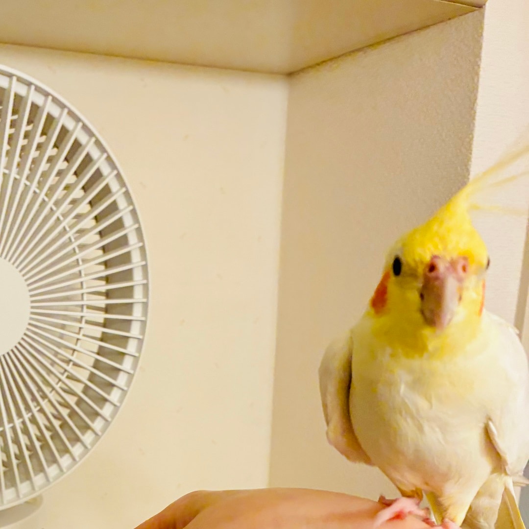 【静岡パルコ】風を浴びるピーちゃん
