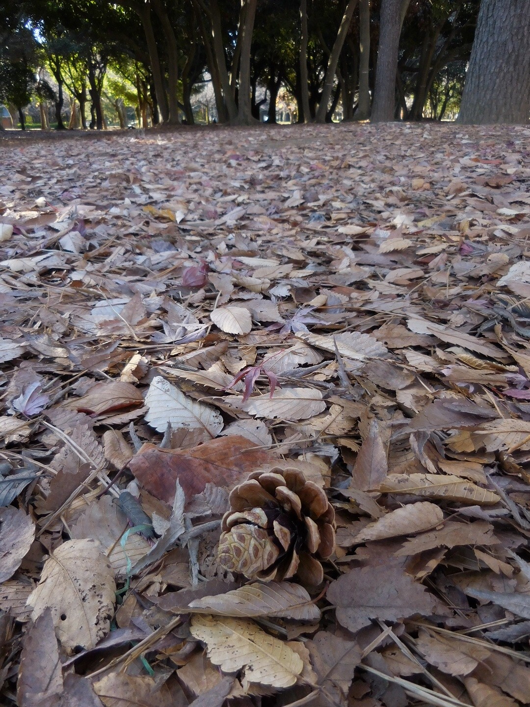 代々木公園