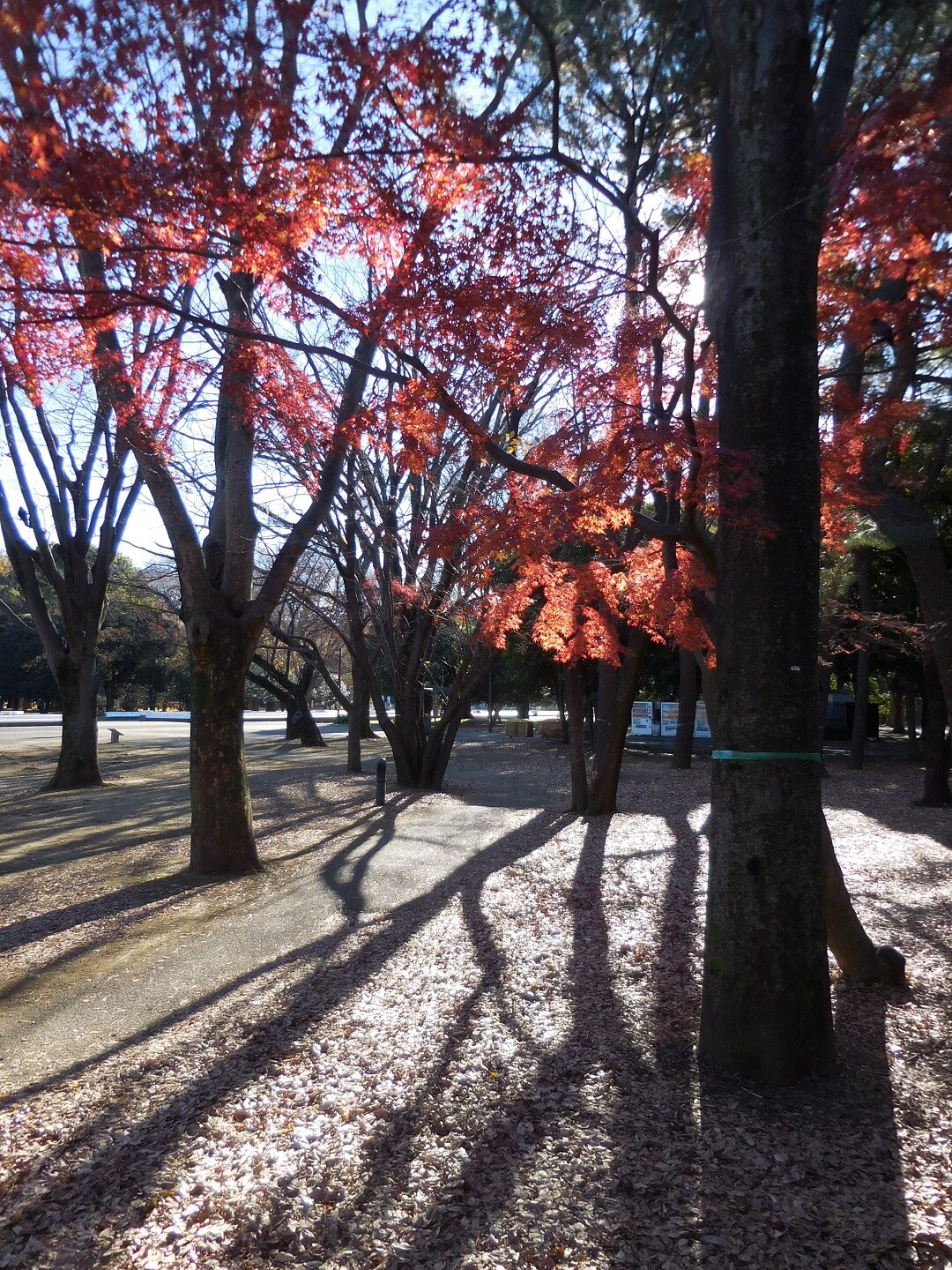 代々木公園