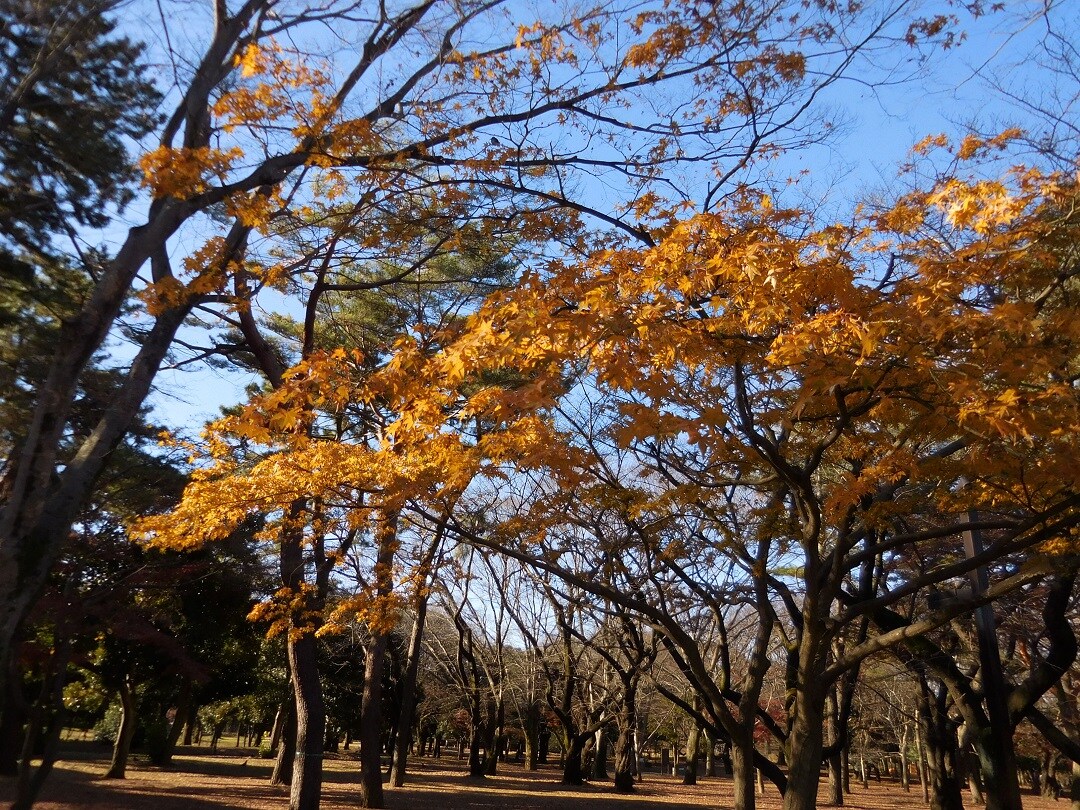 代々木公園